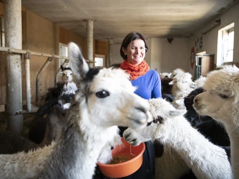 Alpakahof Riegsee Eine Person füttert Alpakas in einem Stall, umgeben von mehreren dieser Tiere.