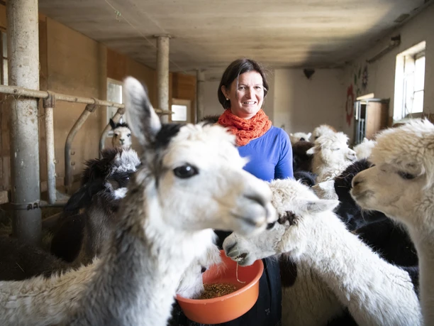 Alpakahof Riegsee Eine Person füttert Alpakas in einem Stall, umgeben von mehreren dieser Tiere.