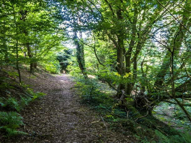 Naturschutzgebiet Knickbrink Naturschutzgebiet Knickbrink