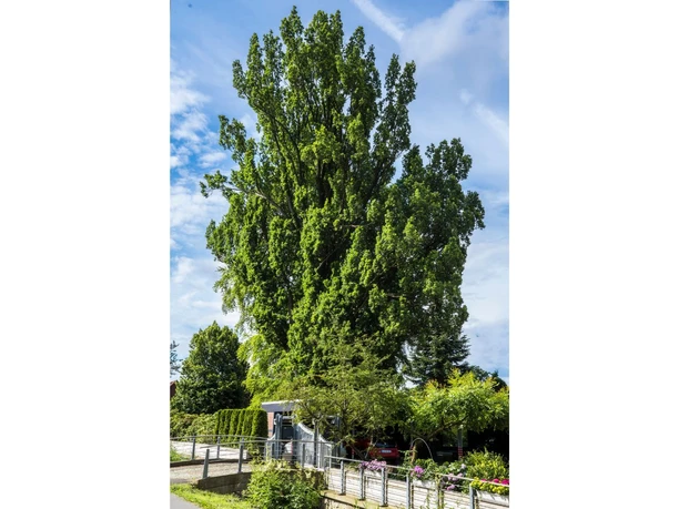 Pyramideneiche Gallenort