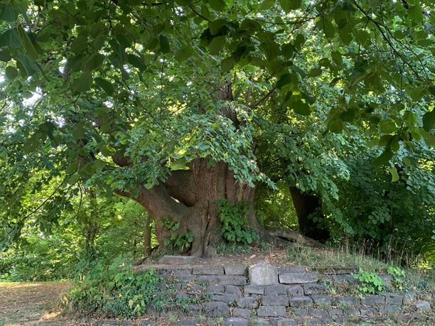 Peterlinde Coppenbrügge.JPG