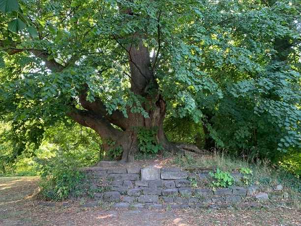 Peterlinde Coppenbrügge 2.JPG