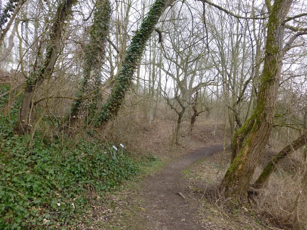 Naturgebiet Kirschenber_Efeuranken an Bäumen