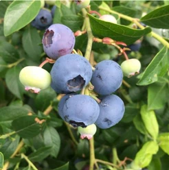 Oeltjen Heidelbeeren Hollwegerfeld.png