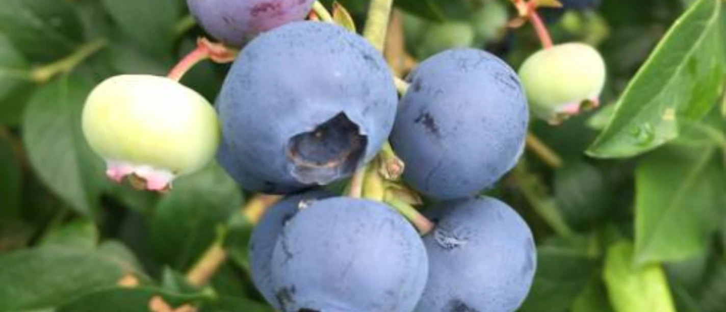 Oeltjen Heidelbeeren Hollwegerfeld.png