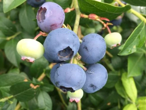 Oeltjen Heidelbeeren Hollwegerfeld.png