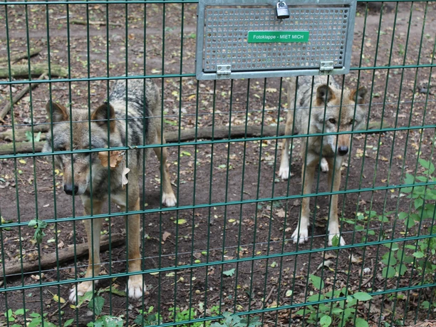Wolfstour Nord-Wolfcenter Dörverden Two wolves are standing in an enclosure behind a fence on an earthy surface with some vegetation.