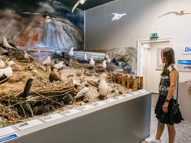 Vogelausstellung Naturzentrum Mittleres Nordfriesland Bredstedt