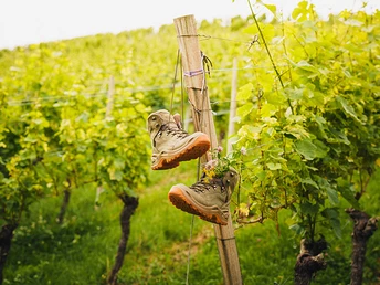 Wandern in den Reben