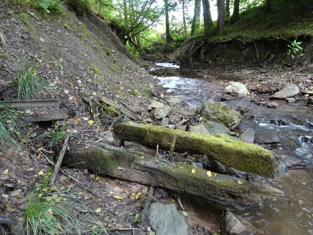 Relikte Ehrenfeldstollen Ein ruhiger, schmaler Waldweg entlang eines bewaldeten Baches mit moosbedecktem Holz und Steinen.