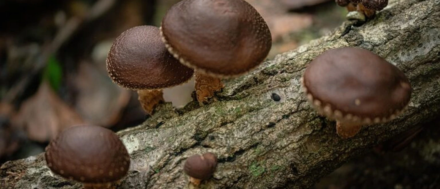 wild-shiitake-mushroom-4836310_960_720-768x512