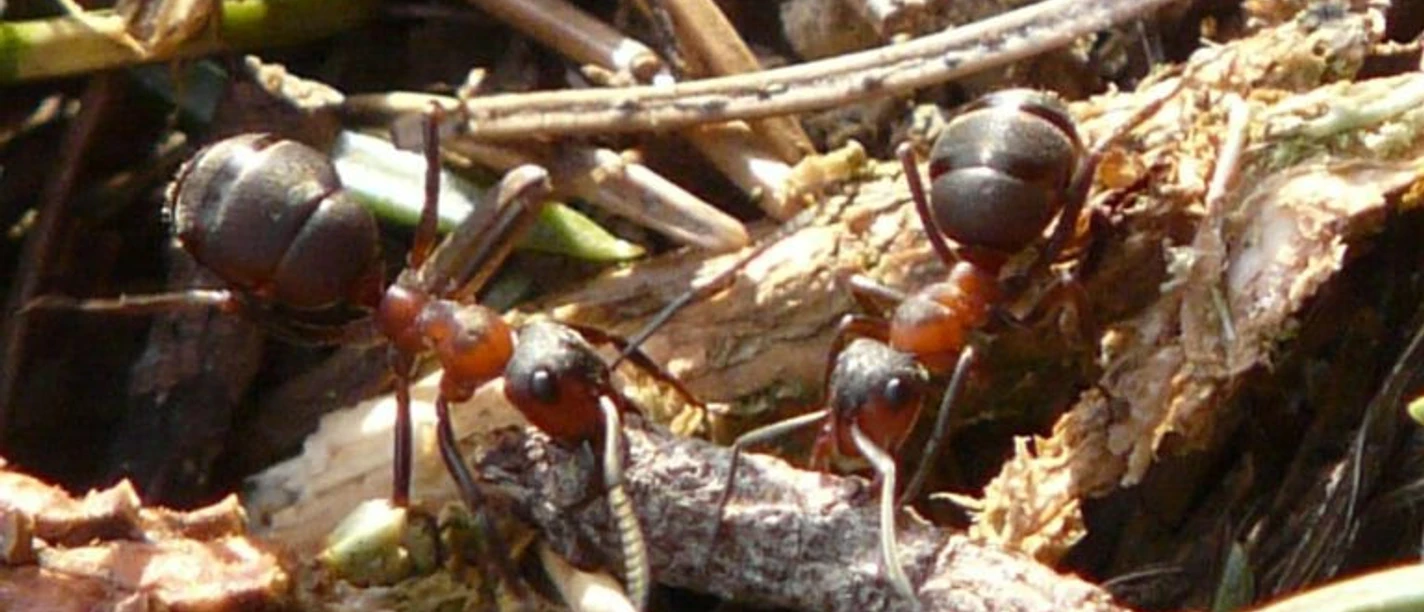 ants-3949_960_720-768x576