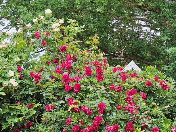 EverdingsMühle_4_2025.jpg Rote und weiße Rosenblüten vor einem großen grünen Baum in einem Garten.
