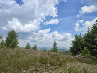 Wald