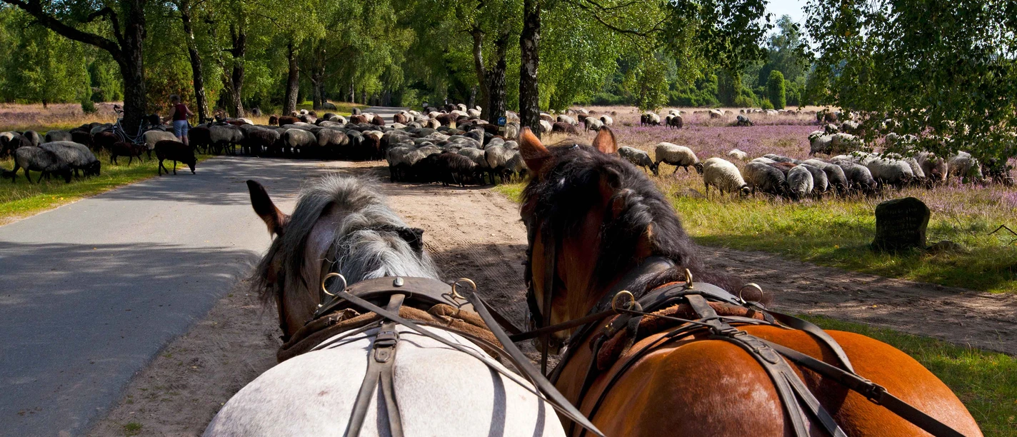 Kutschfahrt Lüneburger Heide.jpg