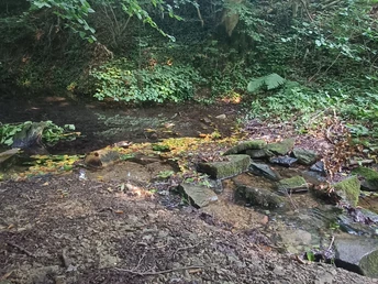 Waldszene mit flachem, klaren Bach, umgeben von üppigem Grün, Farnen und moosbewachsenen Steinen.