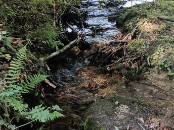 Ein kleiner Bach schlängelt sich durch dichtes Grün mit Farnen und Bäumen, beleuchtet von Sonnenlicht.