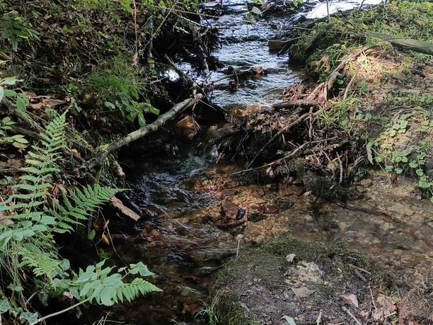 Bonstapel-A2_Linnenbeeke-2.jpg Ein kleiner Bach schlängelt sich durch dichtes Grün mit Farnen und Bäumen, beleuchtet von Sonnenlicht.