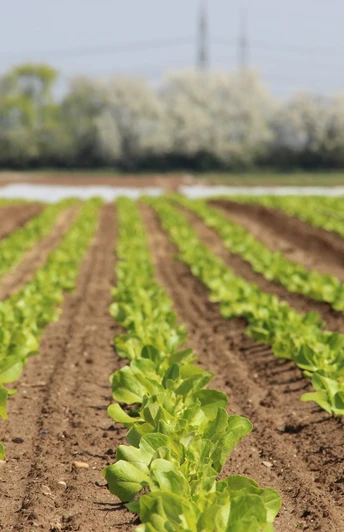 Gemüsefeld in Bornheim