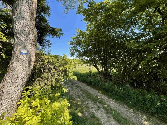 Rotary Wanderweg Waldweg zwischen dichten Laubbäumen unter klarem, blauen Himmel mit Sonnenlicht durch die Blätter.