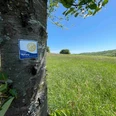 Rotary Wanderweg Ein Baum mit einem Rotary-Club-Schild steht am Rande einer grünen, sonnigen Wiese unter blauem Himmel.