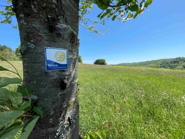 Rotary Wanderweg Ein Baum mit einem Rotary-Club-Schild steht am Rande einer grünen, sonnigen Wiese unter blauem Himmel.