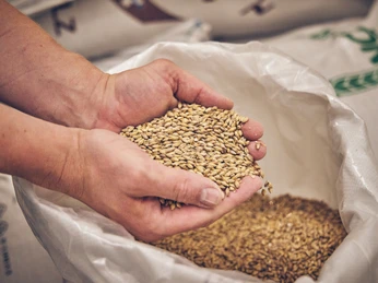 Bierbrauerei im Hotel Garmischer Hof Hände halten eine Menge Gerstenkörner über einem Sack in einer Brauerei.