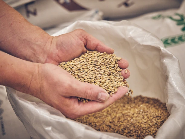 Bierbrauerei im Hotel Garmischer Hof Hände halten eine Menge Gerstenkörner über einem Sack in einer Brauerei.