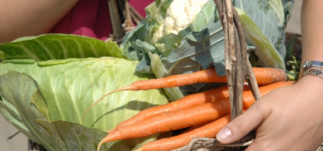 Wochenmarkt-Gänsemarkt-Lunden.JPG Wochenmarkt in Lunden