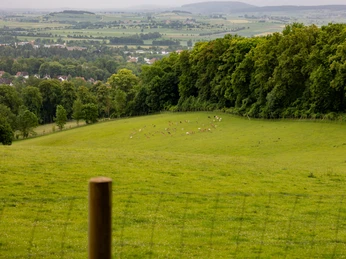 Borntalwiesen mit Weitblick und Herde Damwild Grüne Wiesen mit grasendem Damwild am Waldrand, im Hintergrund liegt Einbeck mit weitem Talblick.Green meadows with grazing fallow deer at the edge of the forest, in the background is Einbeck with a wide view of the valley.Grønne enge med græssende dådyr i udkanten af skoven, i baggrunden ligger Einbeck med vid udsigt over dalen.Groene weiden met grazende damherten aan de rand van het bos, op de achtergrond ligt Einbeck met een weids uitzicht over de vallei.