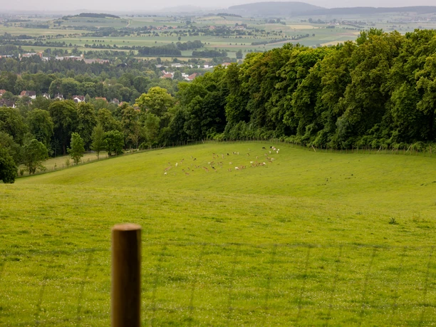 Borntalwiesen mit Weitblick und Herde Damwild Grüne Wiesen mit grasendem Damwild am Waldrand, im Hintergrund liegt Einbeck mit weitem Talblick.