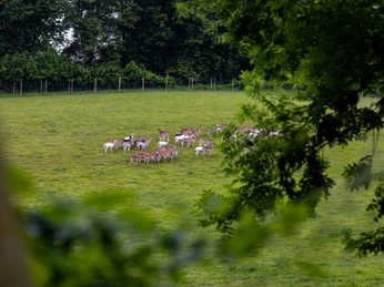 Borntalwiesen Herde Damwild Grüne Wiese mit einer Herde Damwild, umgeben von Bäumen und durch Äste teilweise eingerahmtGreen meadow with a herd of fallow deer, surrounded by trees and partially framed by branchesGrøn eng med en flok dådyr, omgivet af træer og delvist indrammet af greneGroene weide met een kudde damherten, omringd door bomen en gedeeltelijk omlijst door takken
