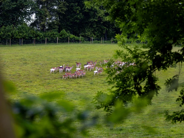 Borntalwiesen Herde Damwild Grüne Wiese mit einer Herde Damwild, umgeben von Bäumen und durch Äste teilweise eingerahmt