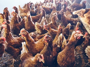 Promberger Hof Braune Hühner im Stall des Promberger Hofs, viele Tiere auf engem Raum.