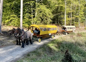 Pferdehof Hacke Zwei von Pferden gezogene Planwagen fahren auf einem Waldweg. Im Hintergrund ist dichter Wald zu sehen.