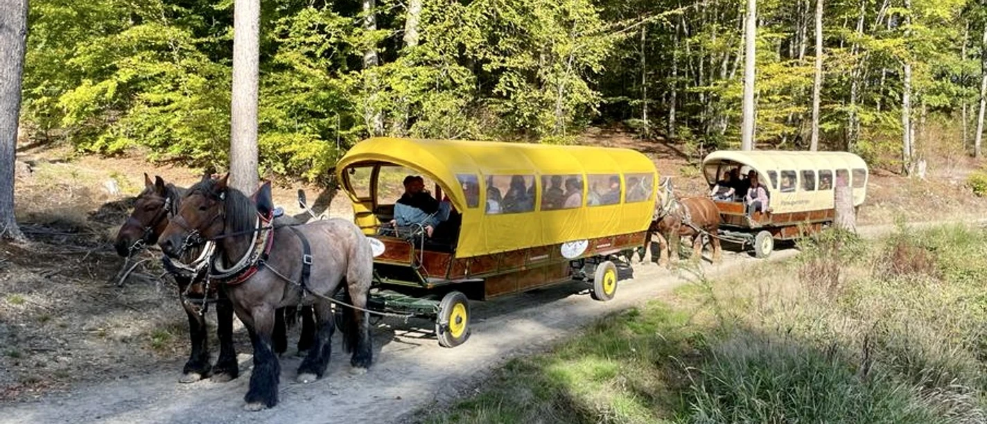 Pferdehof Hacke Zwei von Pferden gezogene Planwagen fahren auf einem Waldweg. Im Hintergrund ist dichter Wald zu sehen.