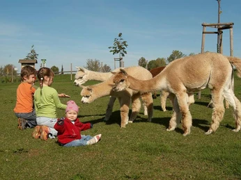 hoteleigene Alpaka-Farm direkt am "Goldenen Stern"