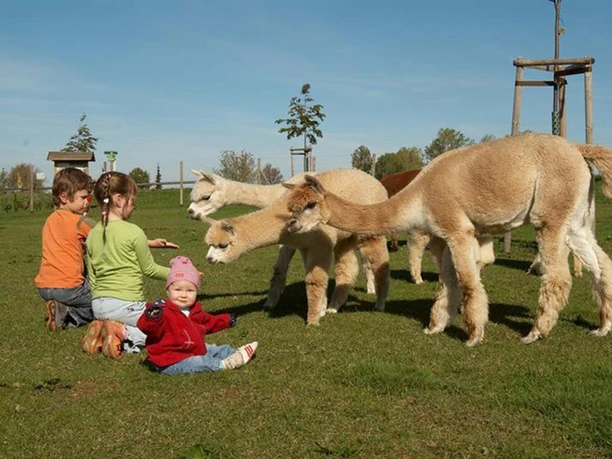hoteleigene Alpaka-Farm direkt am "Goldenen Stern"
