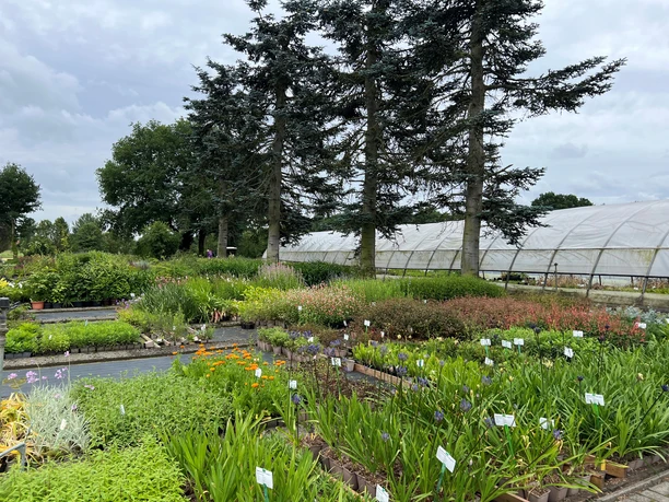 Bild4.jpg Das Bild zeigt eine Gärtnerei mit bunten Pflanzen vor hohen Bäumen und einem Gewächshaus im Hintergrund.