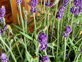 Agrokulturen Buholzer_Lavendel.jpg