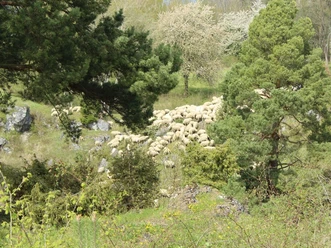 P2_Schafherde__c_Anke_Fink.jpg