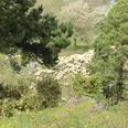P2_Schafherde__c_Anke_Fink.jpg