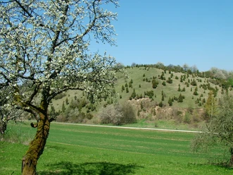 Kirschbluete_am_Weg.JPG