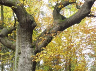 twt2_Ausschnitt_aus_der_Krone_-_Wandergruppe_an_Eiche_Herbst_Eulenbaum__c__Susanne_Pfingst.JPG