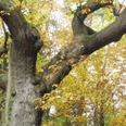 twt2_Ausschnitt_aus_der_Krone_-_Wandergruppe_an_Eiche_Herbst_Eulenbaum__c__Susanne_Pfingst.JPG