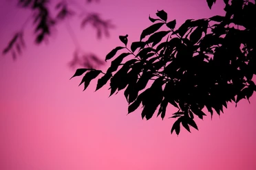 leaves-20862_1280.jpg