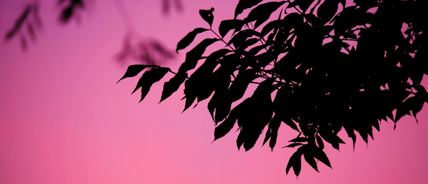 leaves-20862_1280.jpg