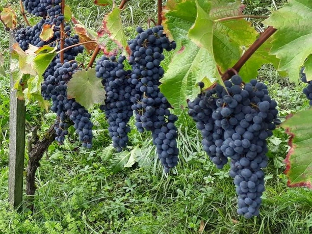 Reben am Südhang von Vitznau