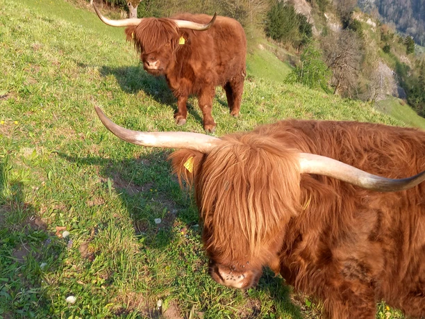 Schottische Hochlandrinder