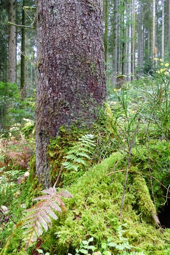 Gäurandweg kurz vor der Lautermühle